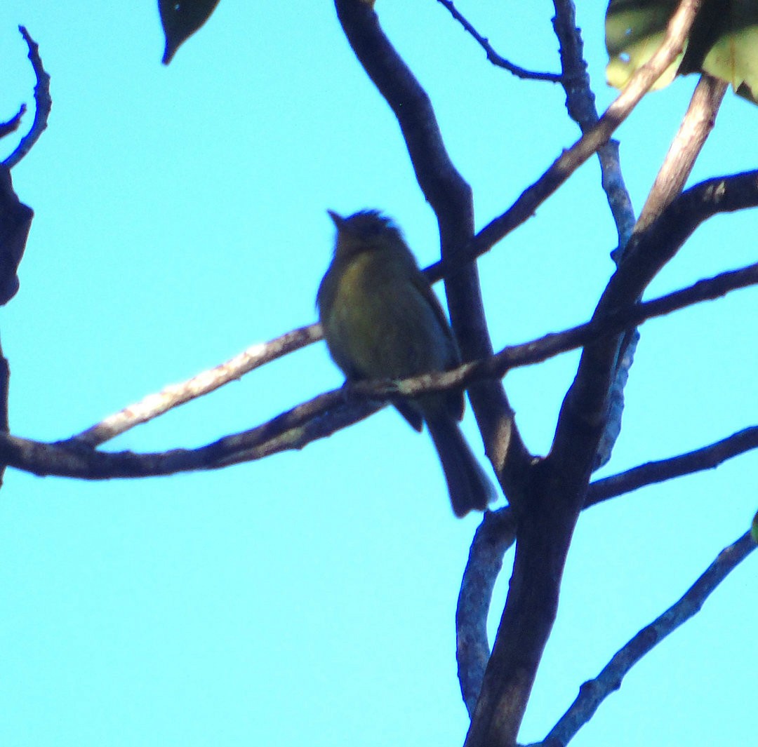 Ochre-lored Flatbill - ML641771151