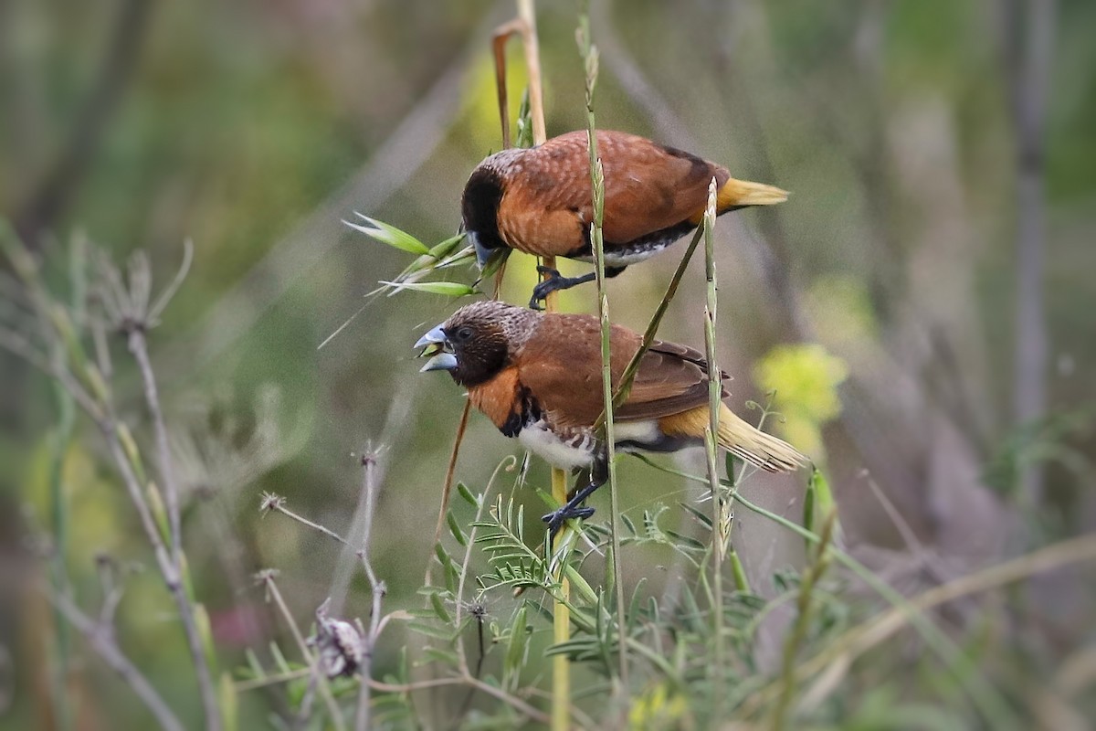 Chestnut-breasted Munia - ML641771162