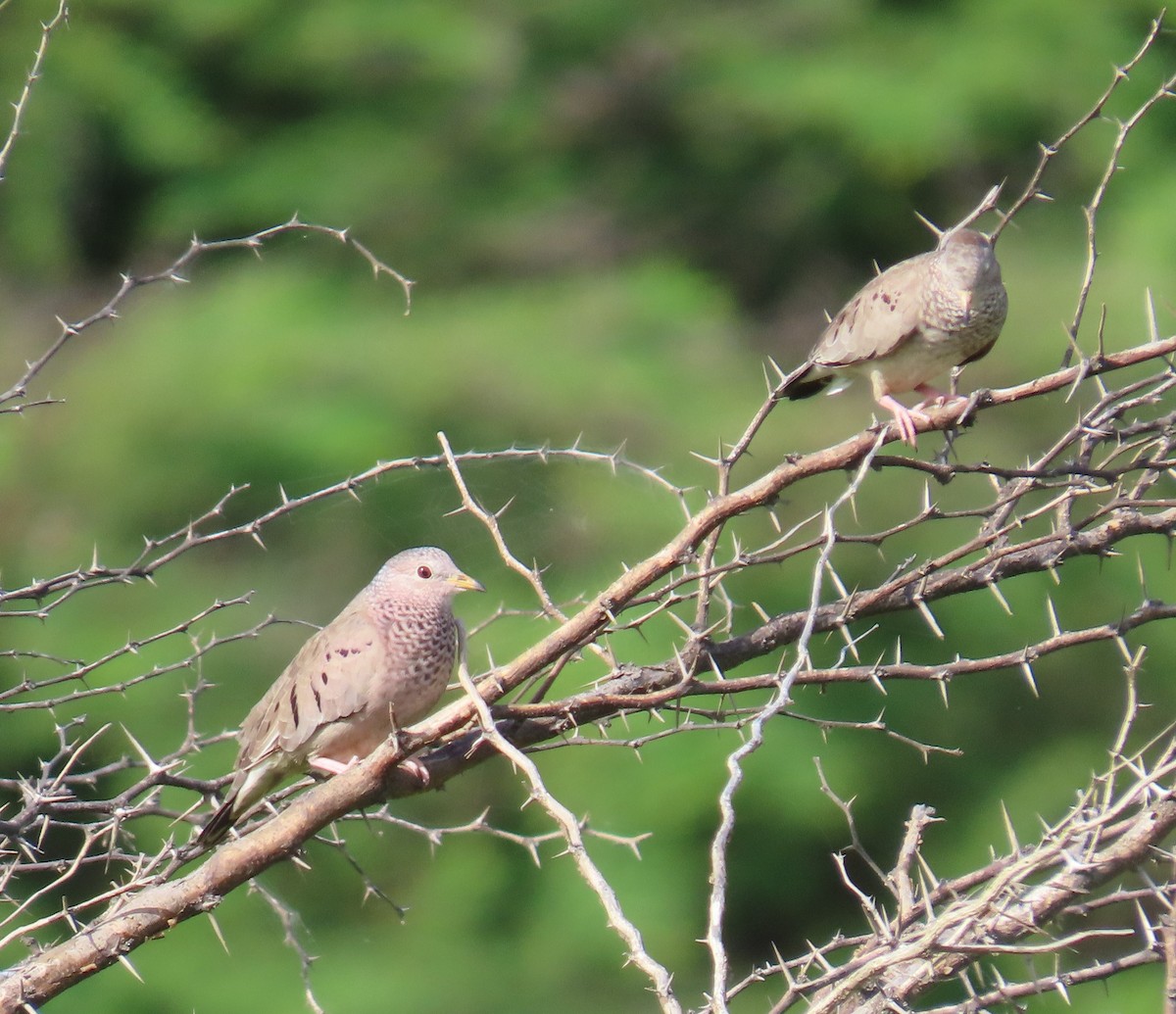 holoubek vrabčí - ML641771171