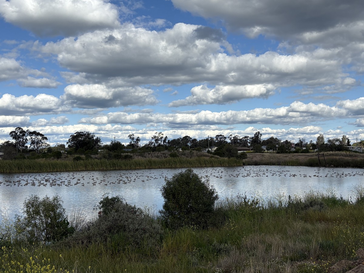 Plumed Whistling-Duck - ML641771173