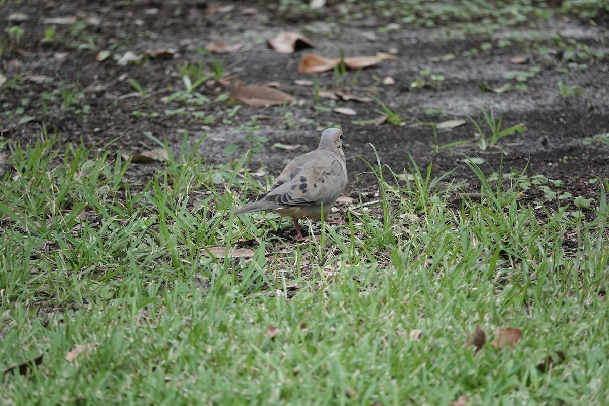 Mourning Dove - ML641771174