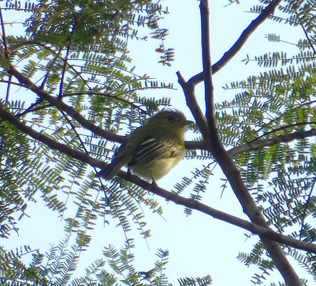 Ochre-lored Flatbill - ML641771175