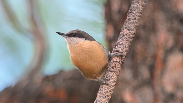 Pygmy Nuthatch - ML641771176