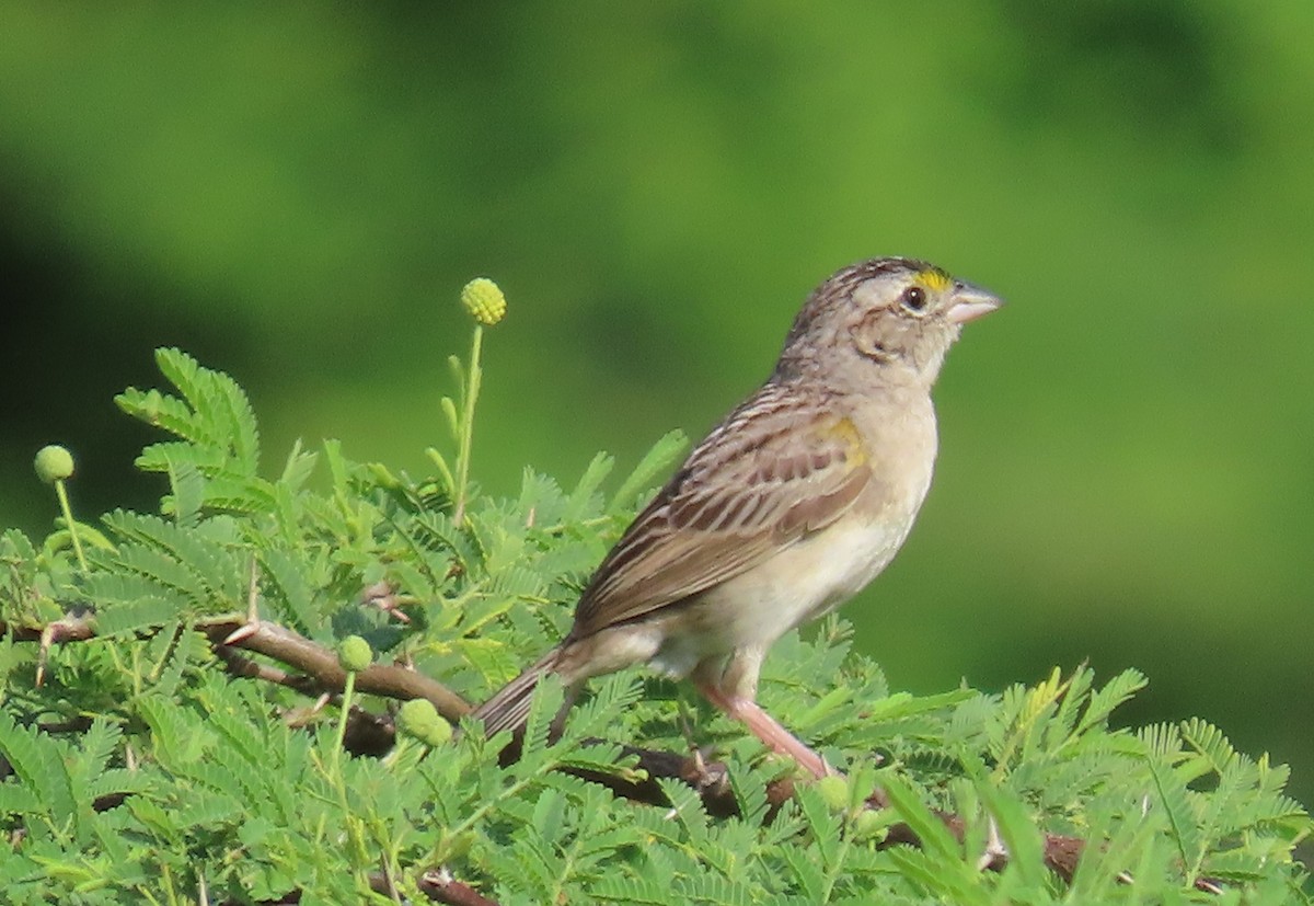 Grassland Sparrow - ML641771190