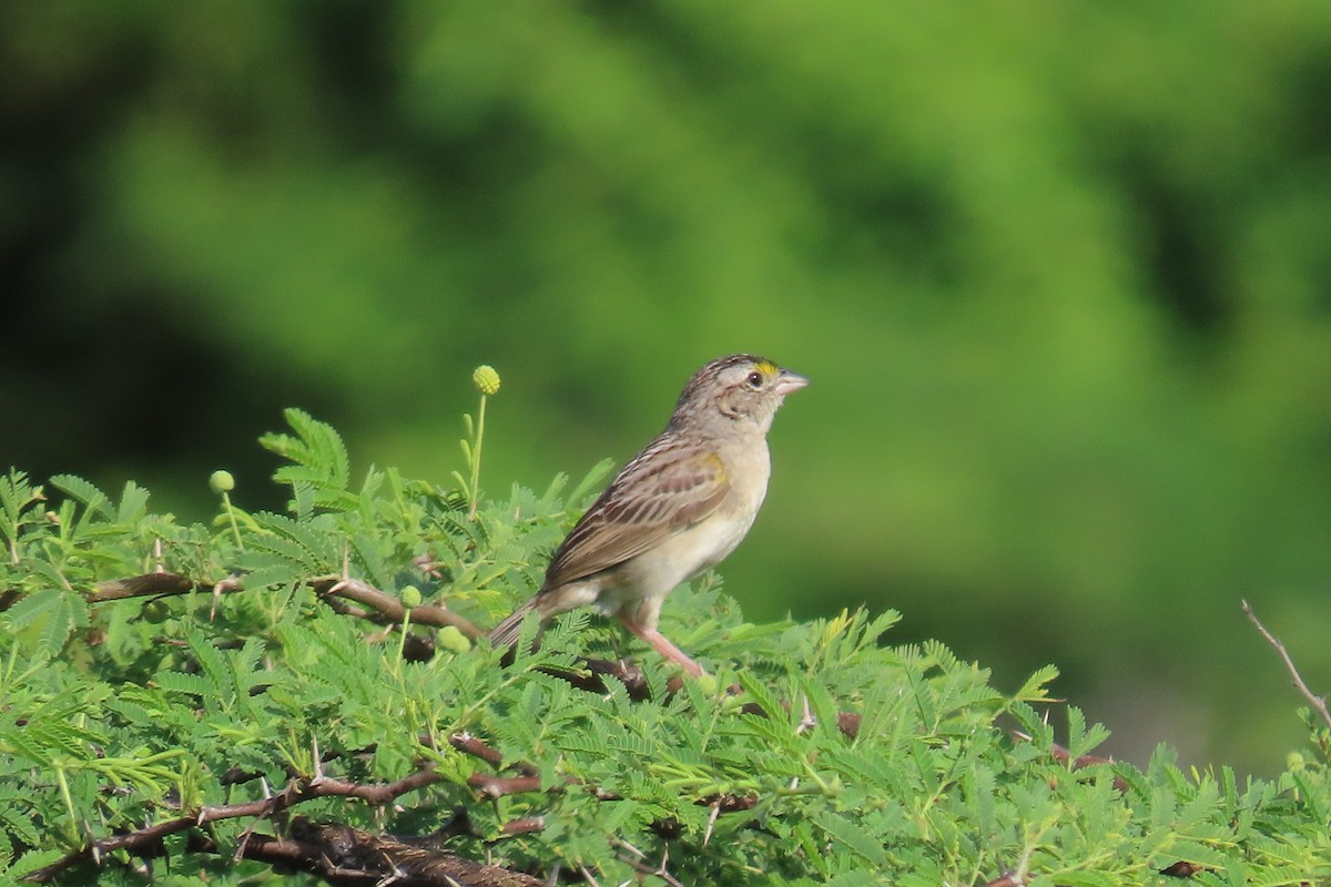Grassland Sparrow - ML641771197