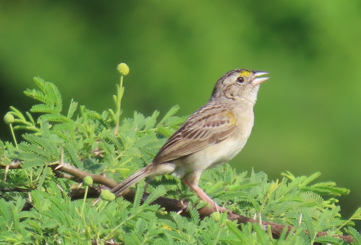 Grassland Sparrow - ML641771205