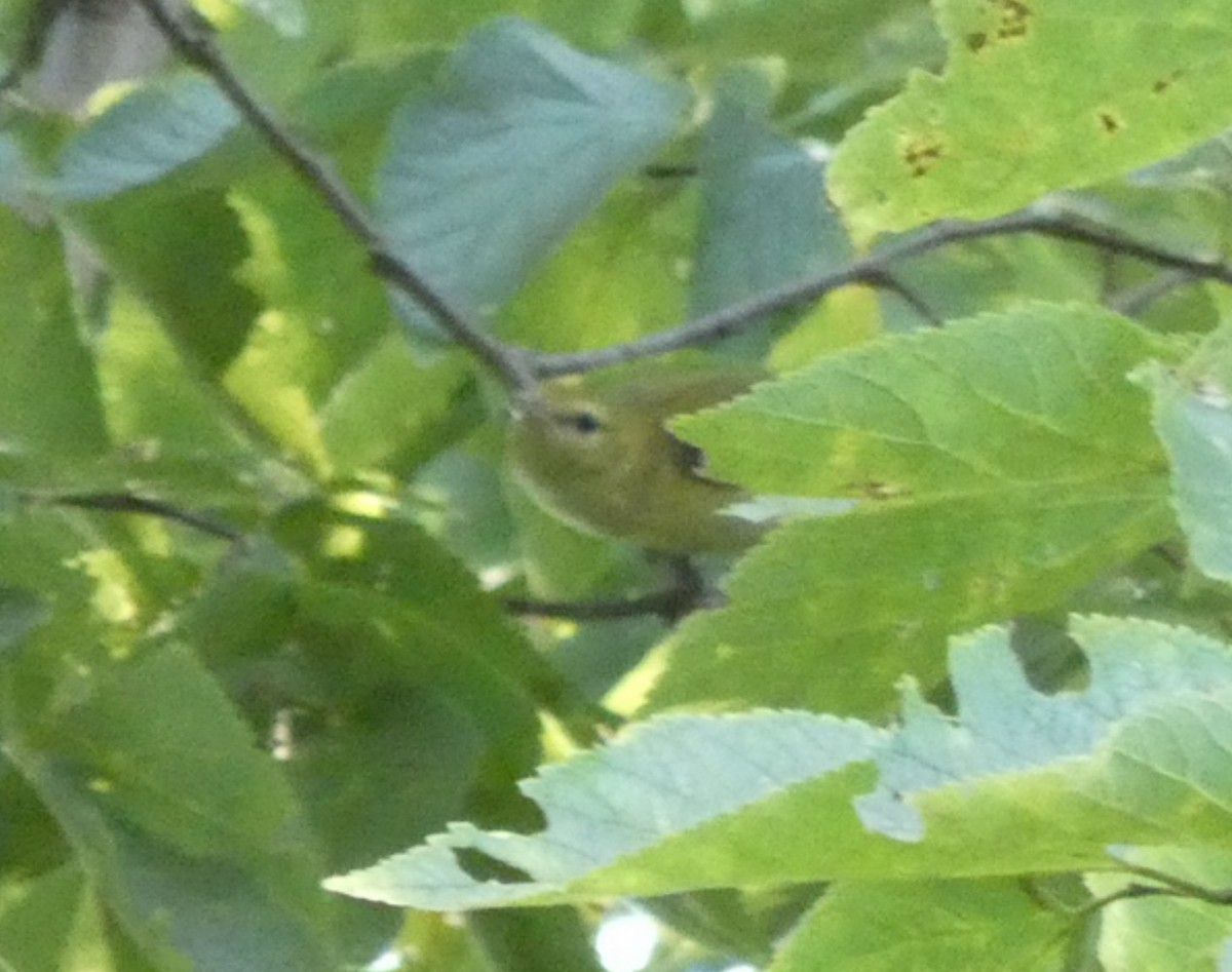 Bay-breasted Warbler - ML641771207