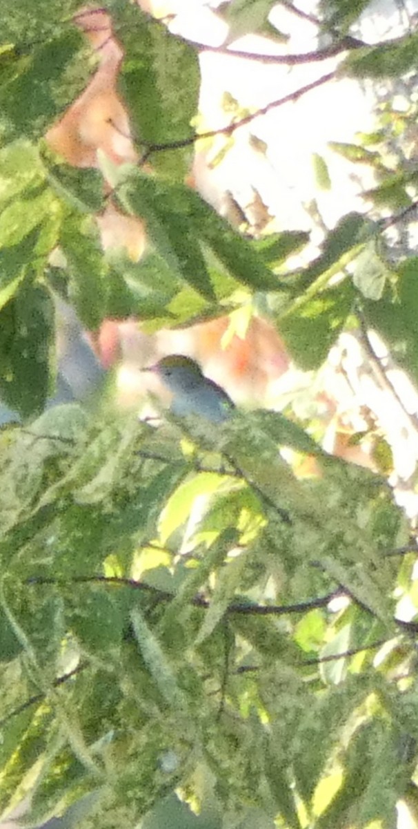 Chestnut-sided Warbler - ML641771261