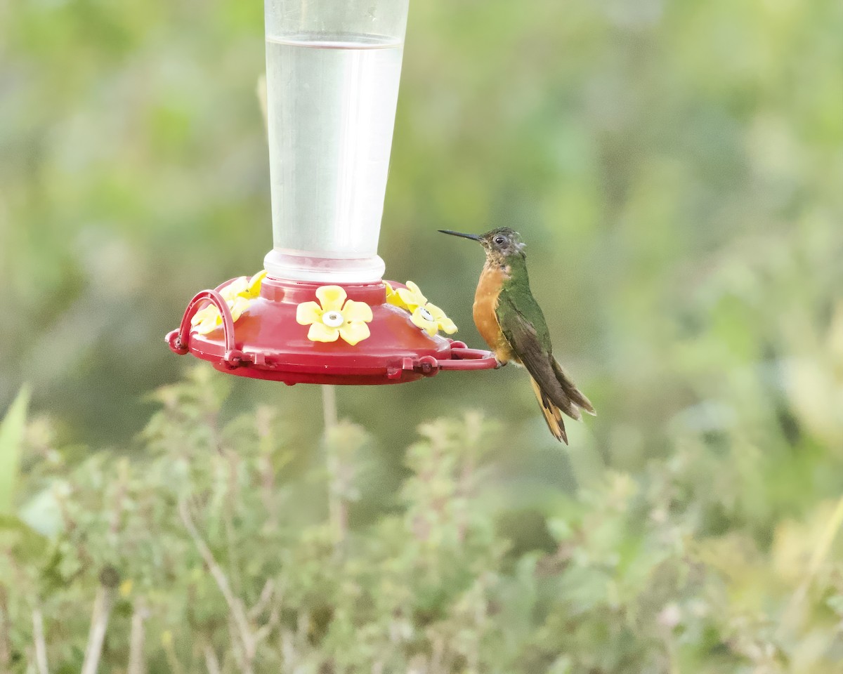 Rotbauchkolibri - ML641771267