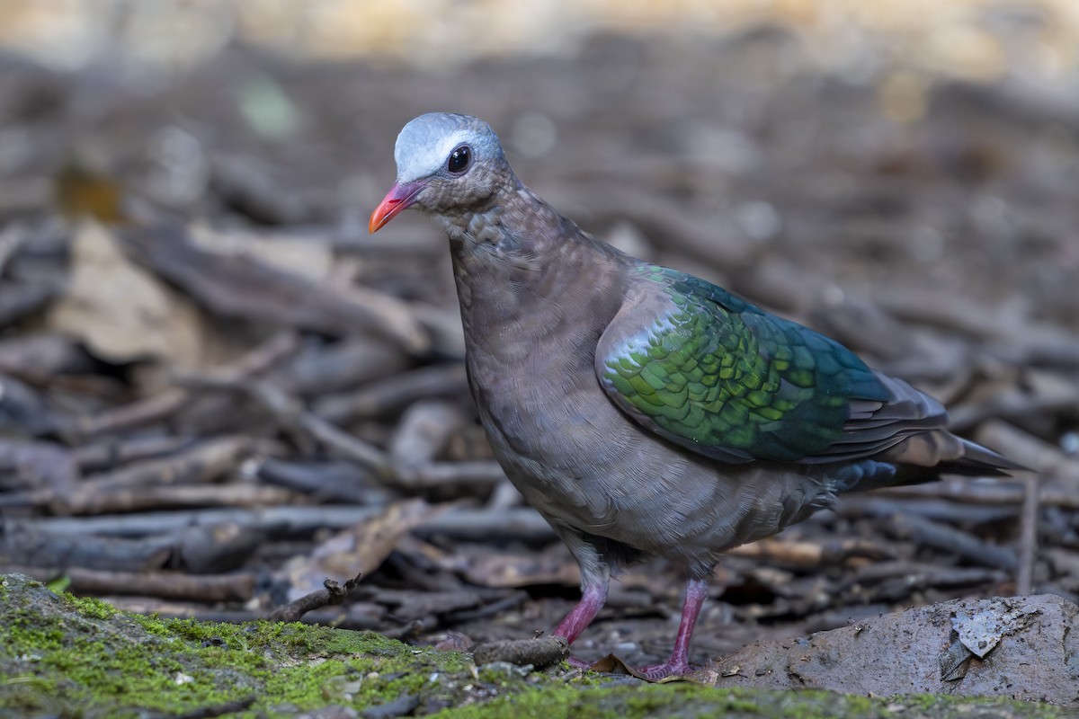 Asian Emerald Dove - ML641771271