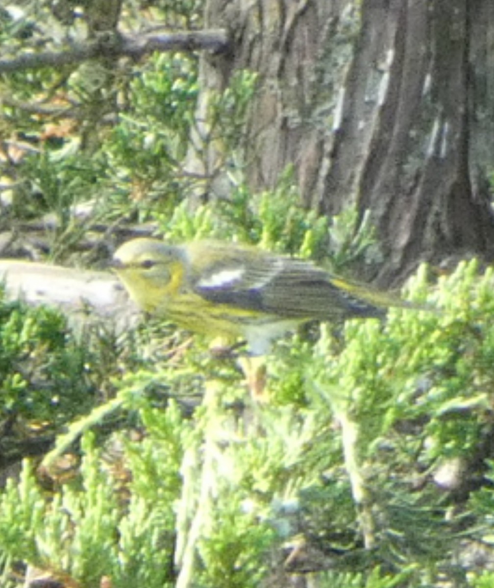 Cape May Warbler - ML641771274