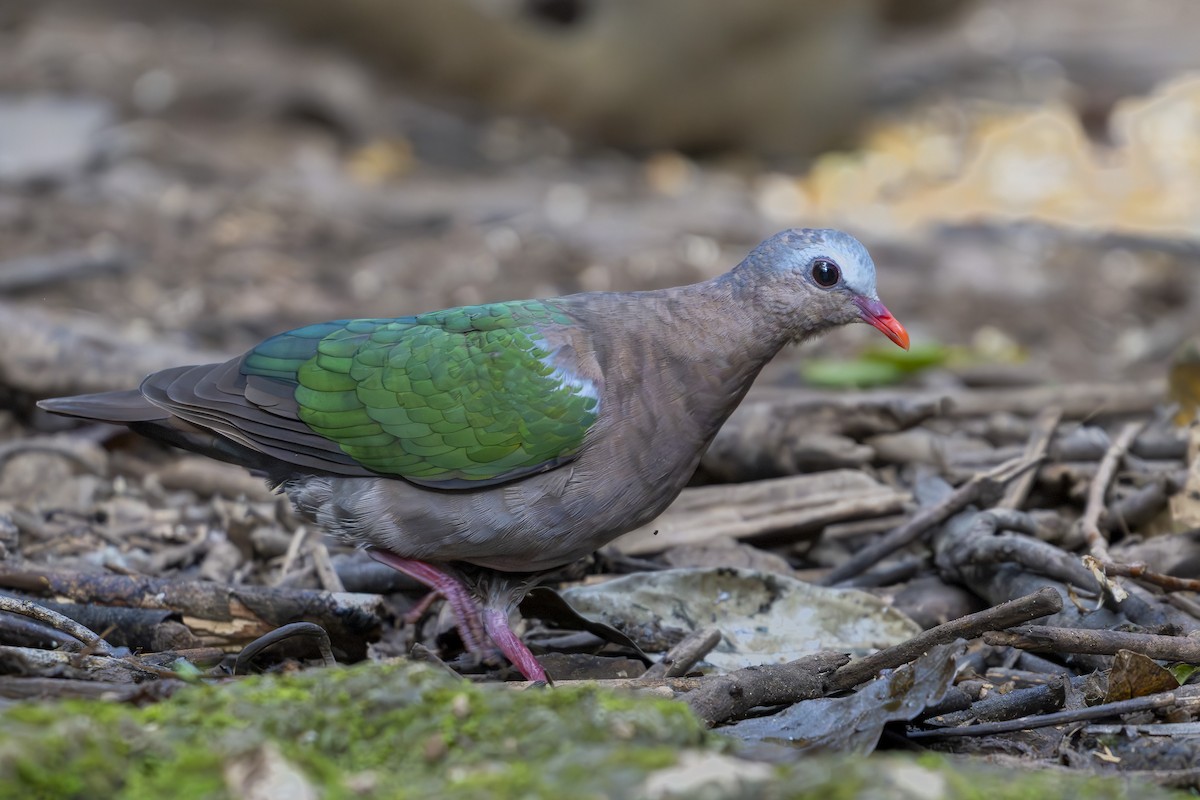 Asian Emerald Dove - ML641771275