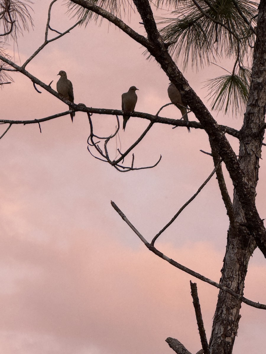 Mourning Dove - ML641771282