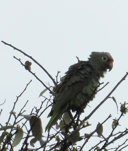 Red-lored Amazon - ML641771286