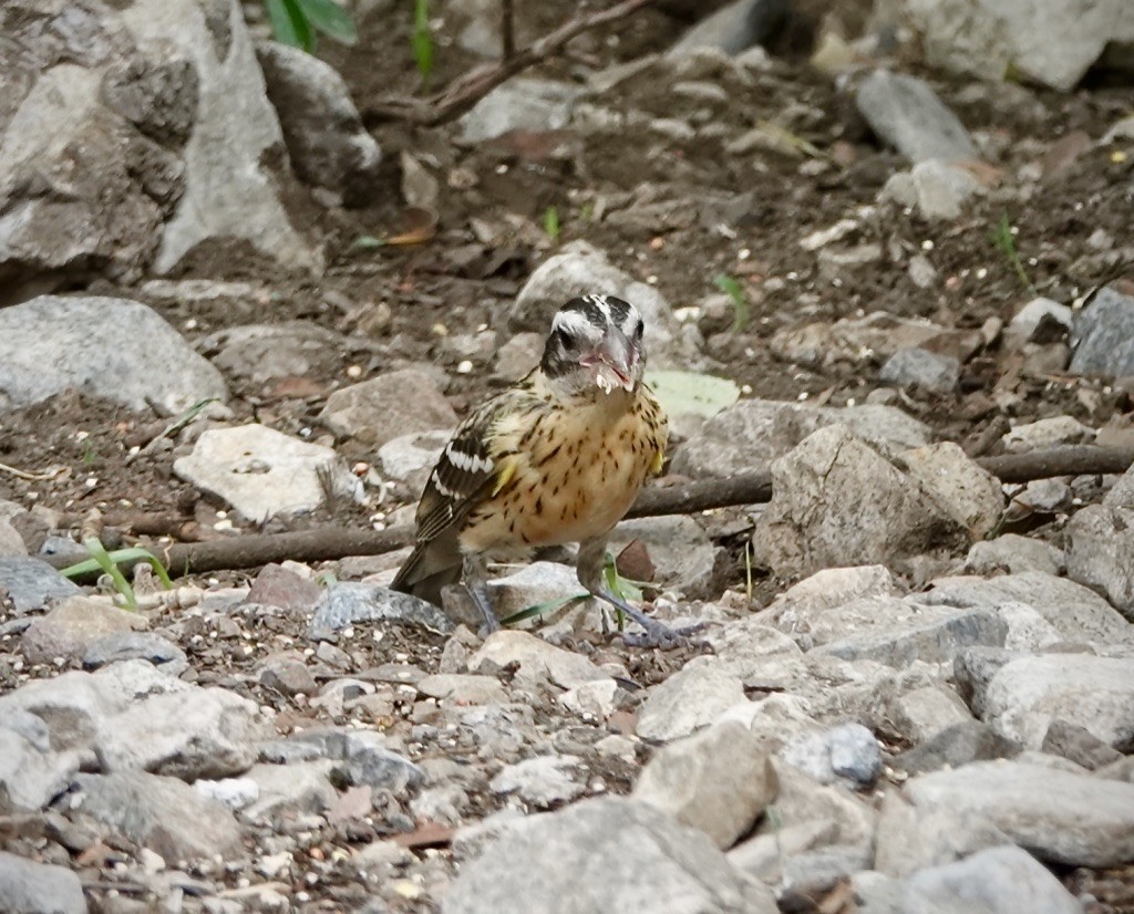 Rose-breasted Grosbeak - ML641771288