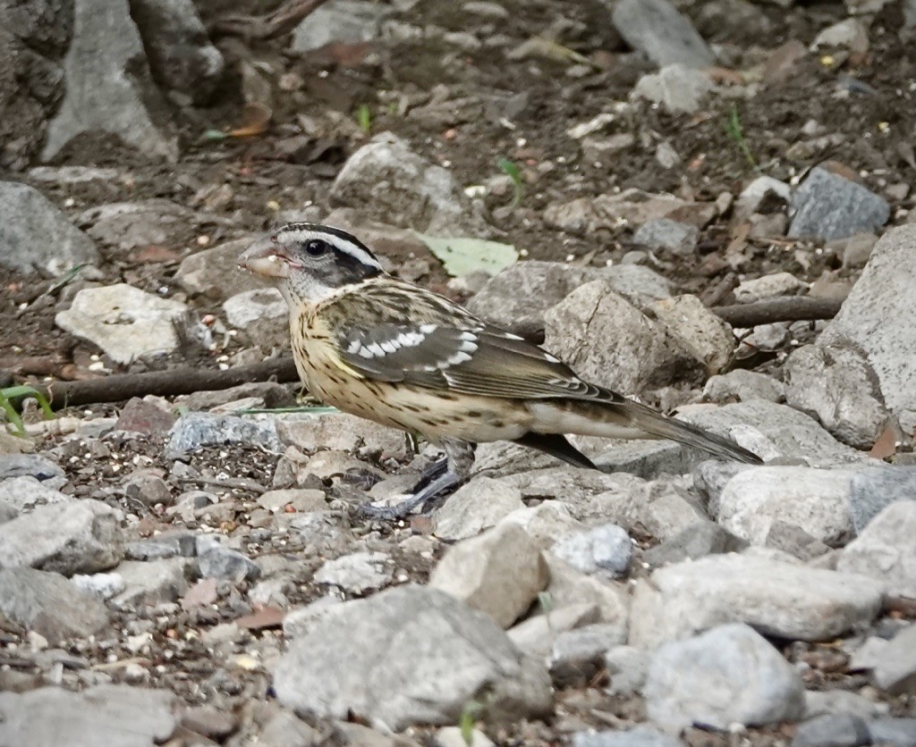 Rose-breasted Grosbeak - ML641771289
