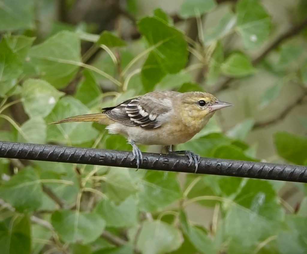 Bullock's Oriole - ML641771302
