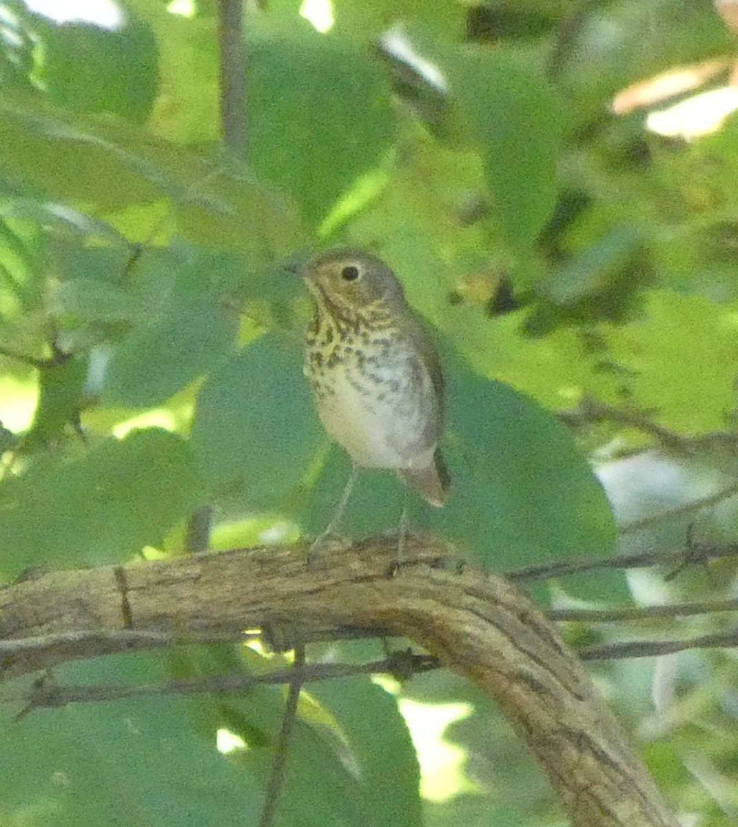 Swainson's Thrush - ML641771317
