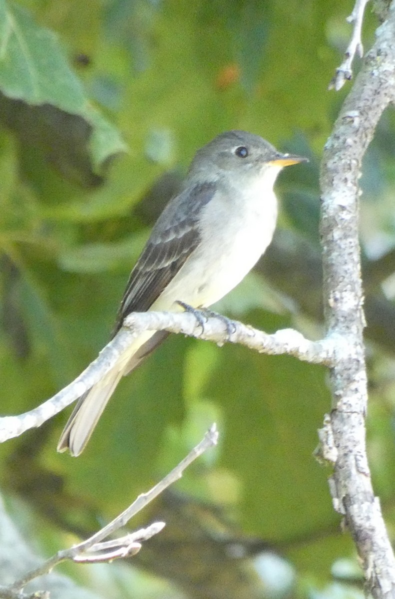 Eastern Wood-Pewee - ML641771333