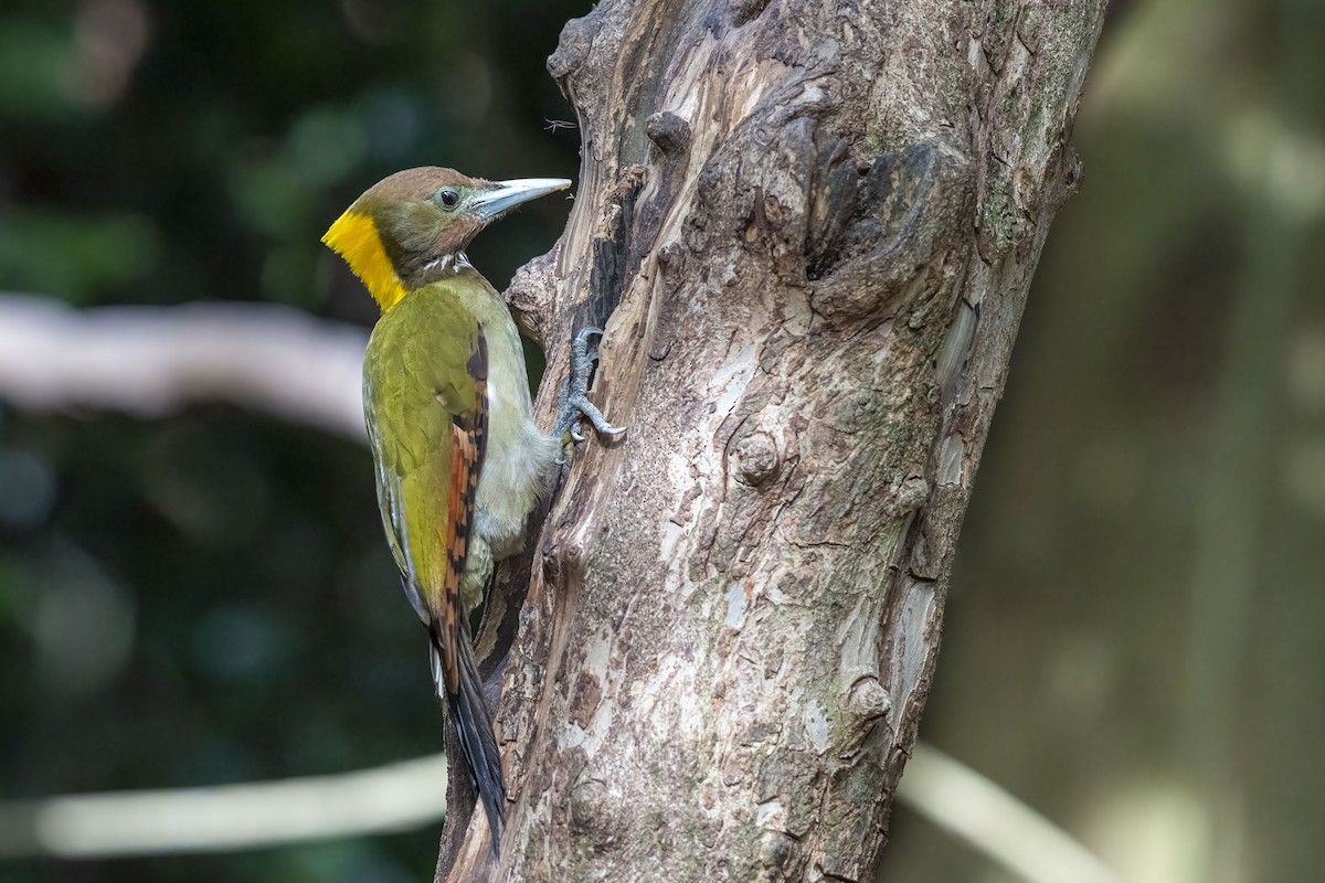 Greater Yellownape - ML641771335