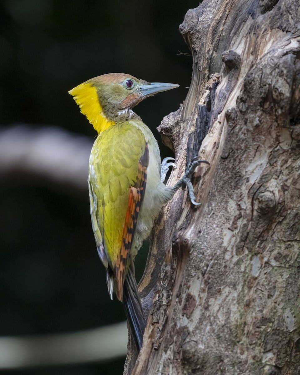 Greater Yellownape - ML641771343