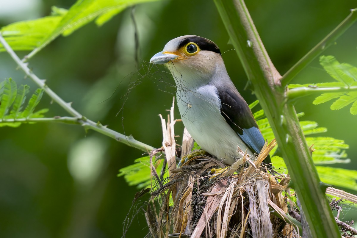 Silver-breasted Broadbill - ML641771364