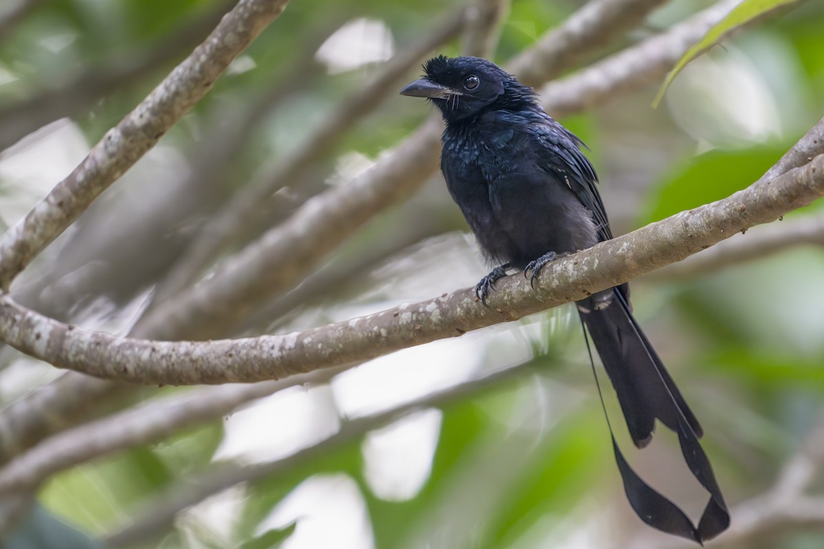 Greater Racket-tailed Drongo - ML641771377