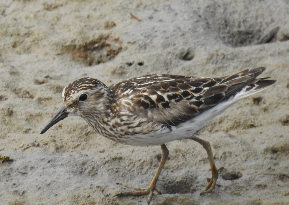 Least Sandpiper - ML641771401