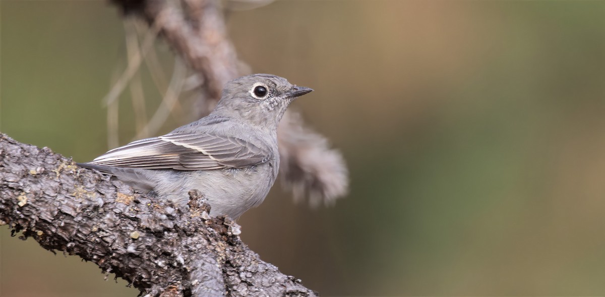 Townsend's Solitaire - ML641771413