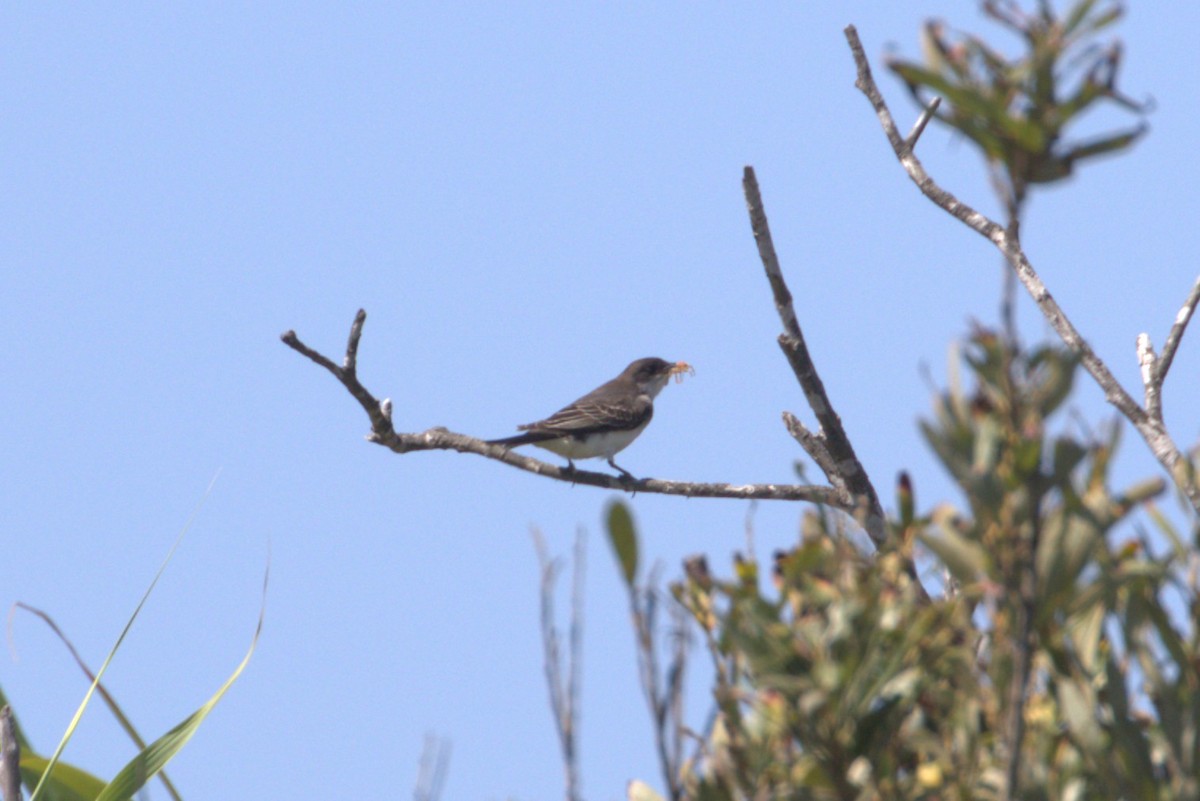 Eastern Kingbird - ML641771424