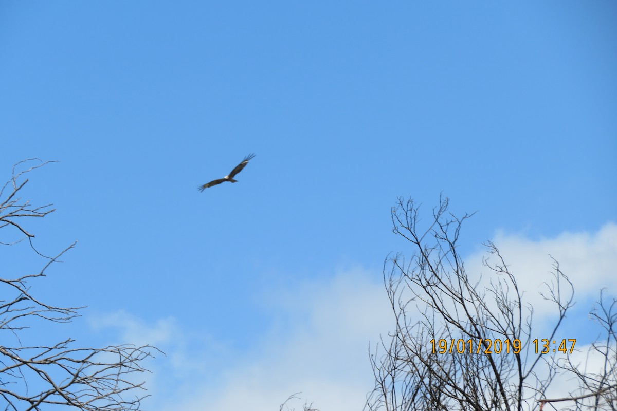 Square-tailed Kite - ML641771426