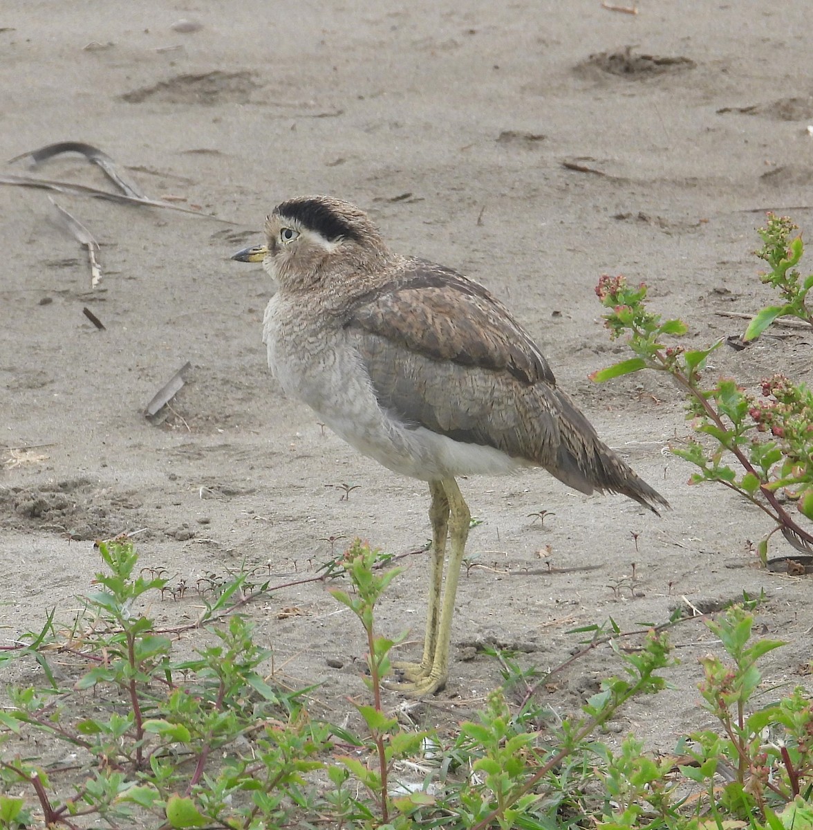 Peru Kocagözü - ML641771436