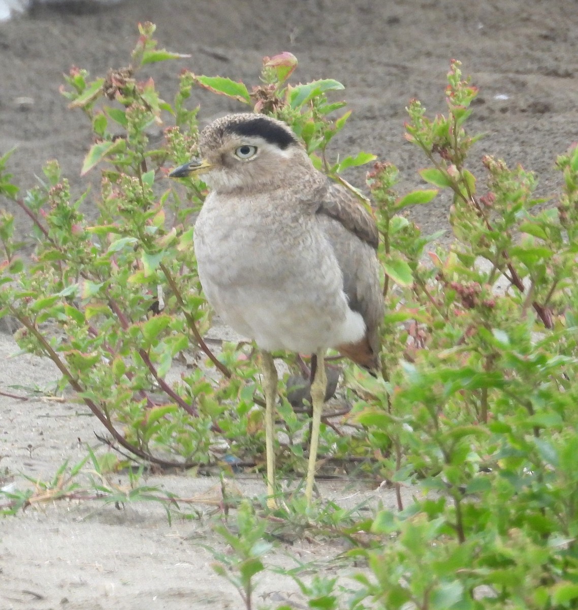 Peru Kocagözü - ML641771437