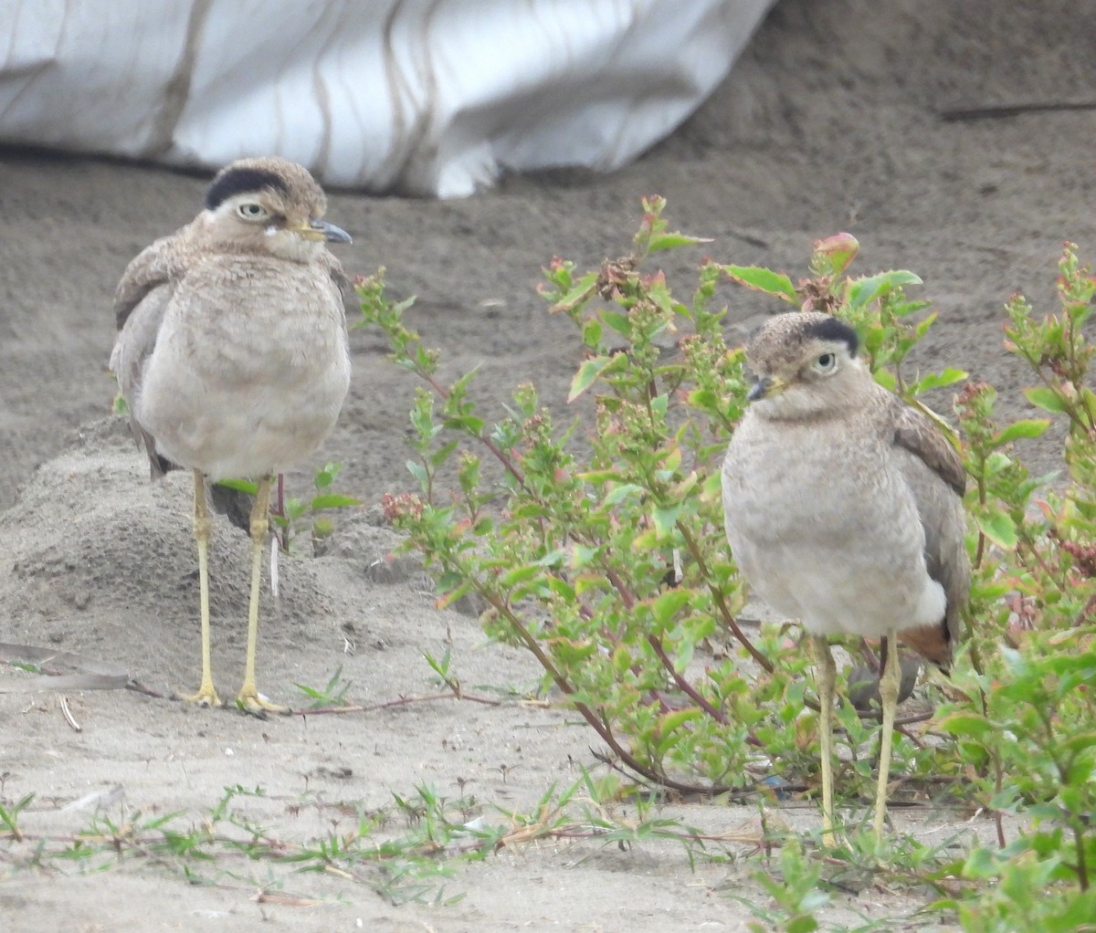Peru Kocagözü - ML641771438