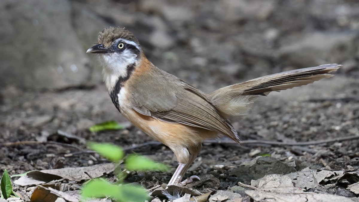 Lesser Necklaced Laughingthrush - ML641771450