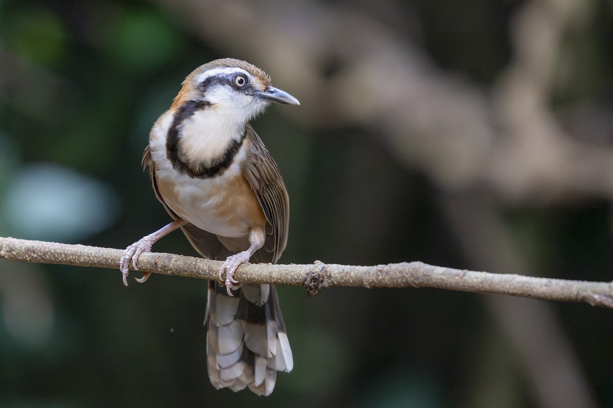 Lesser Necklaced Laughingthrush - ML641771455