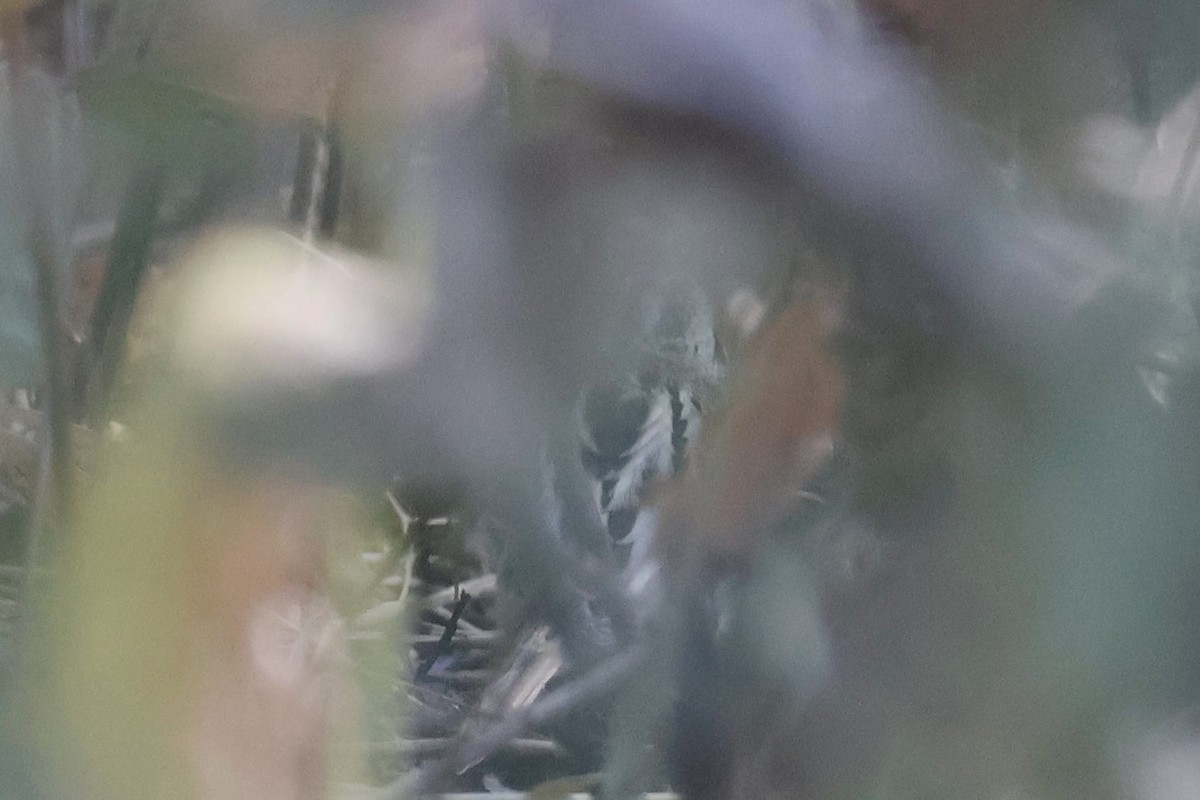 LeConte's Sparrow - ML641771473