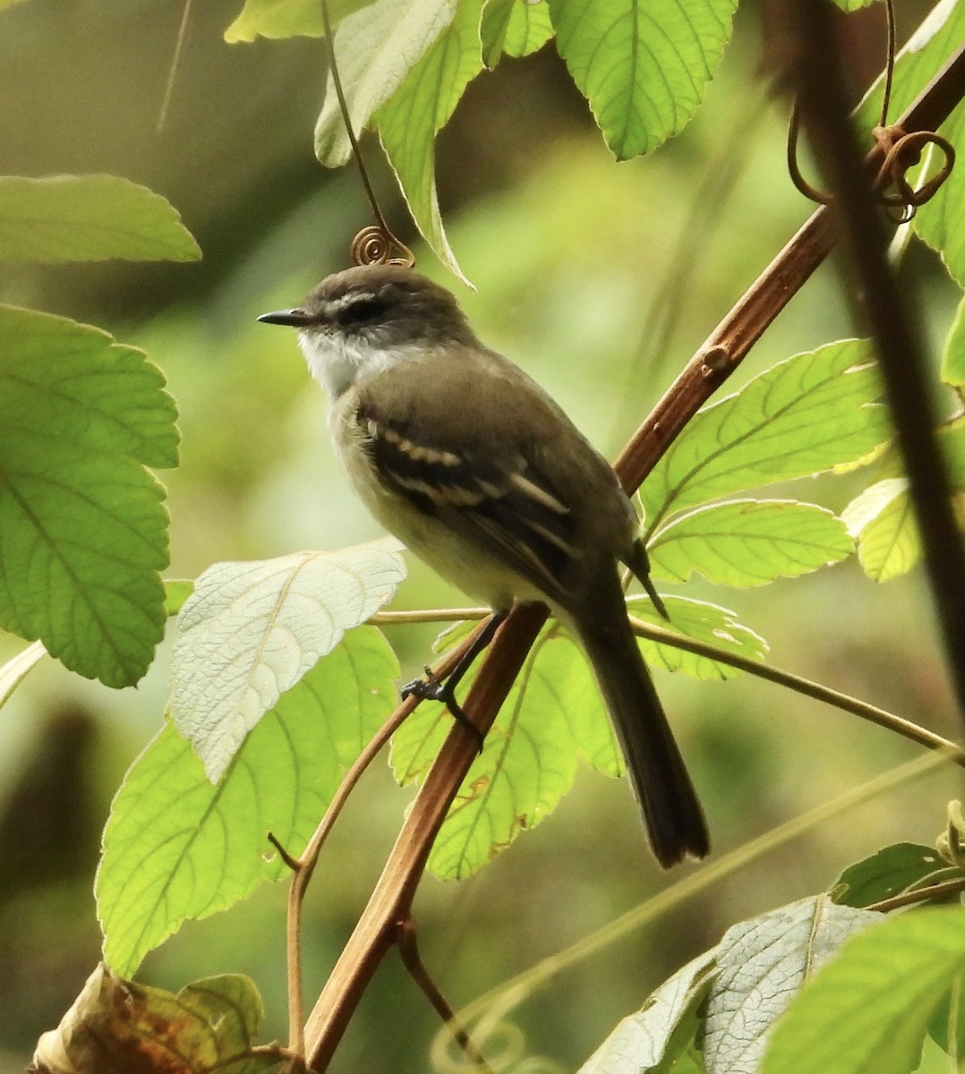 Tyranneau à gorge blanche - ML641771475