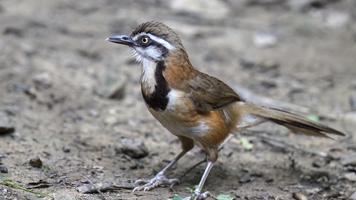 Lesser Necklaced Laughingthrush - ML641771505