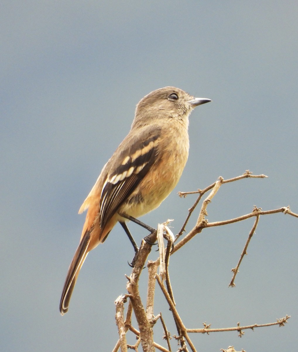 ハジロクロタイランチョウ - ML641771507
