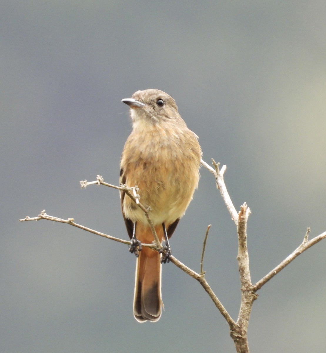 ハジロクロタイランチョウ - ML641771513