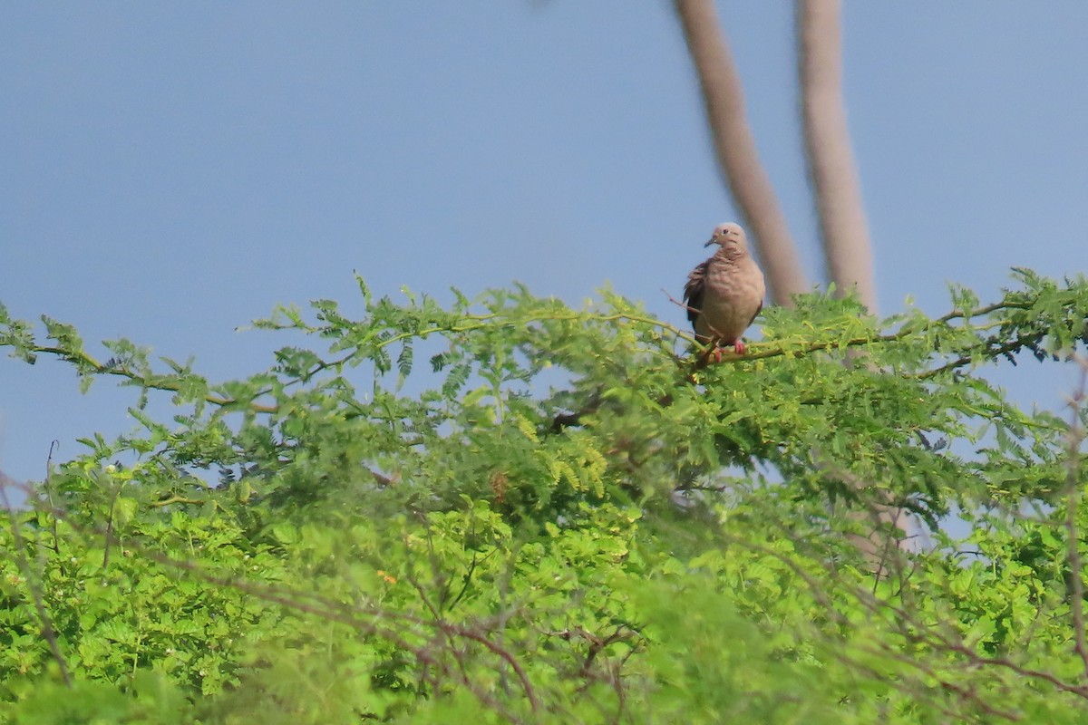 hrdlička černouchá - ML641771517