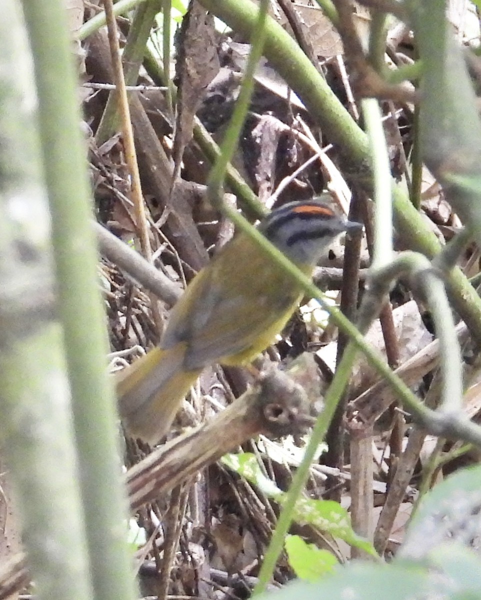 Russet-crowned Warbler - ML641771588