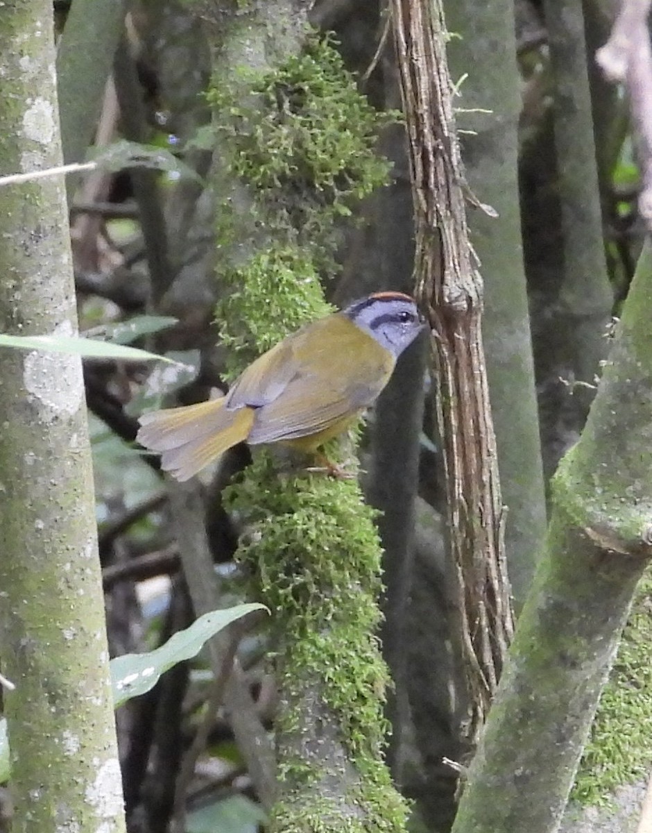 Russet-crowned Warbler - ML641771589