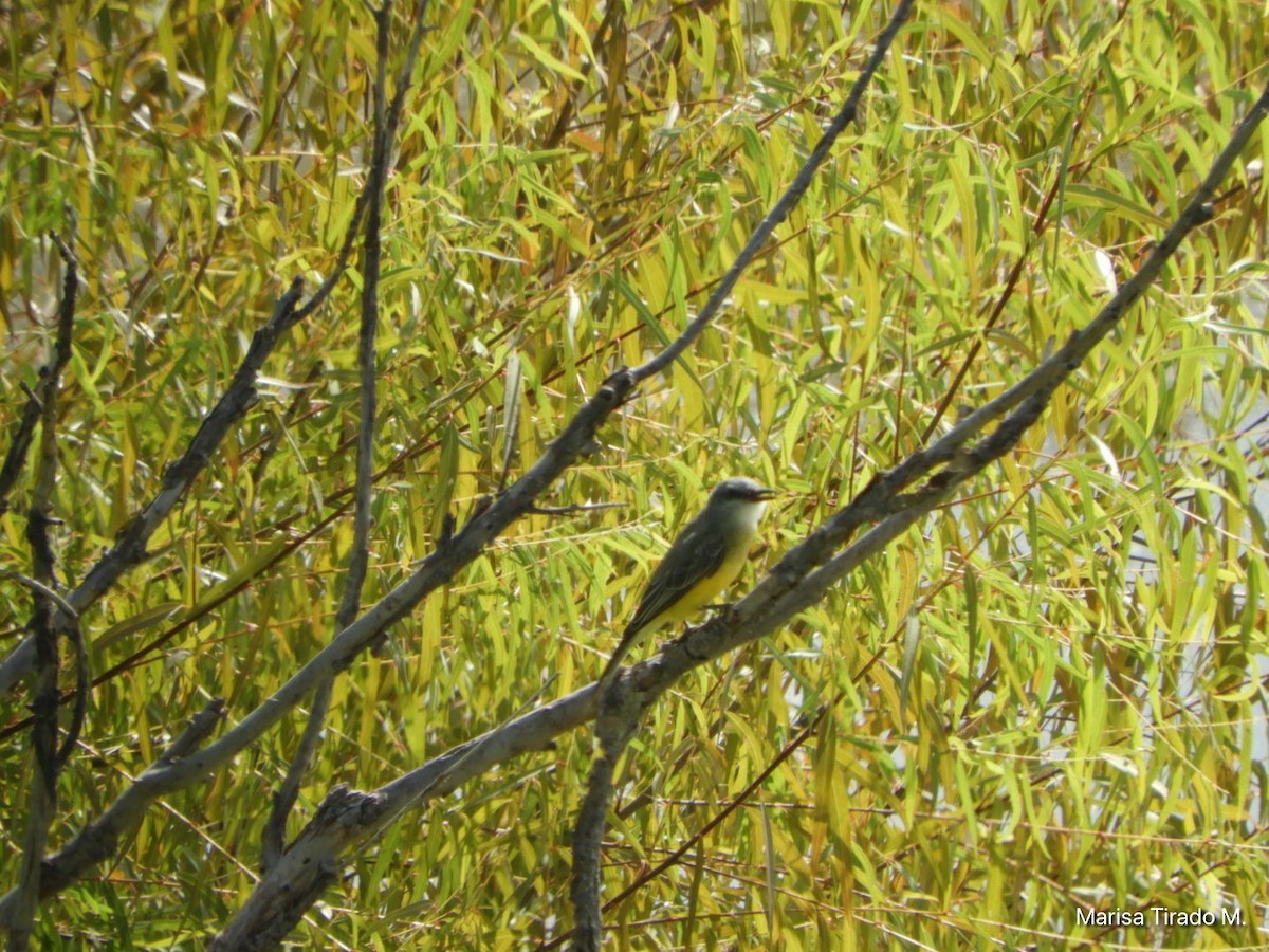 Cassin's Kingbird - ML641771596