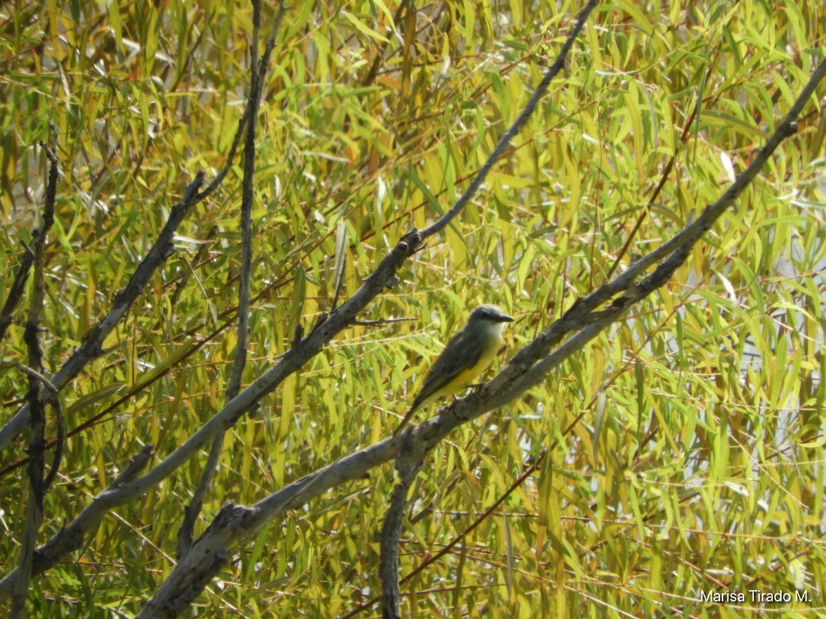 Cassin's Kingbird - ML641771597