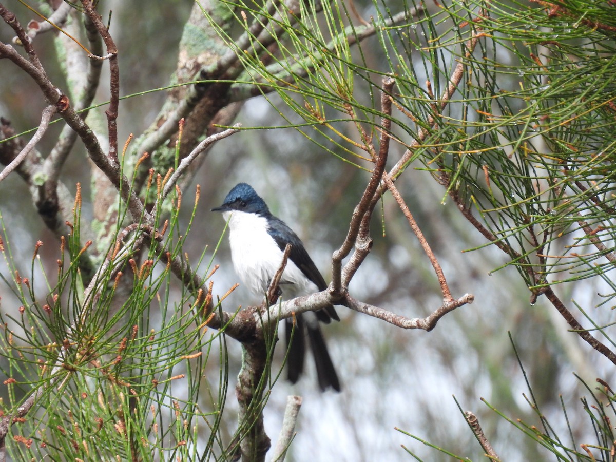 Restless Flycatcher - ML641771599