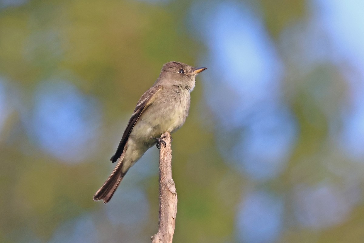 Eastern Wood-Pewee - ML641771626