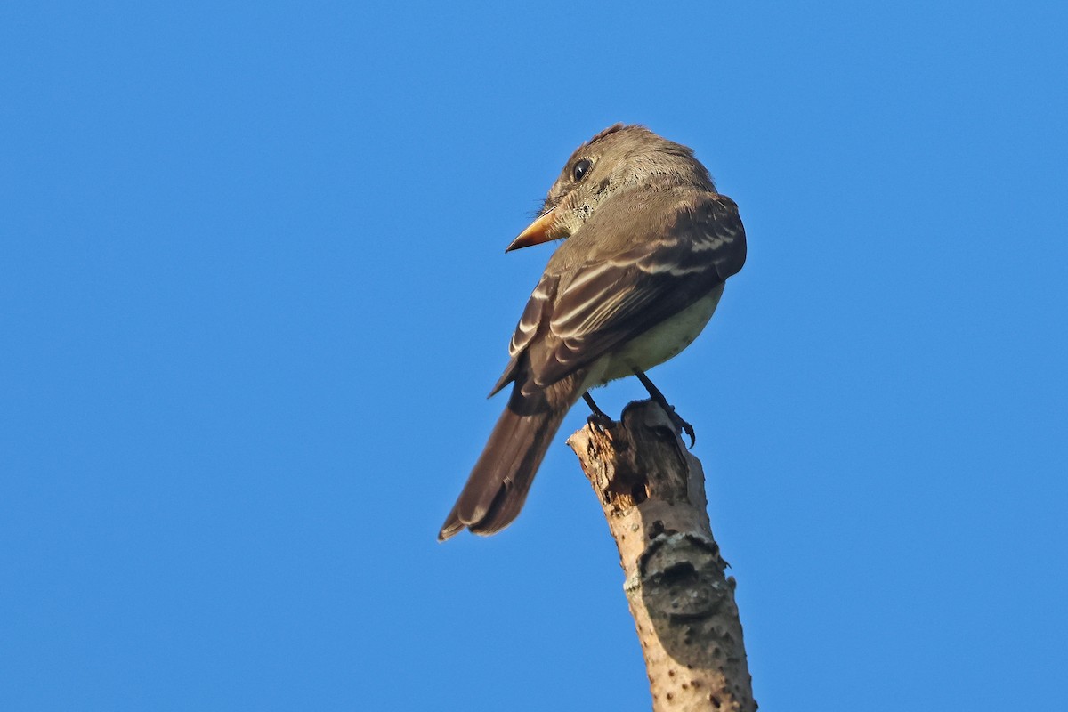Eastern Wood-Pewee - ML641771627