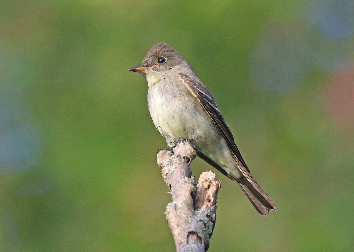Eastern Wood-Pewee - ML641771628